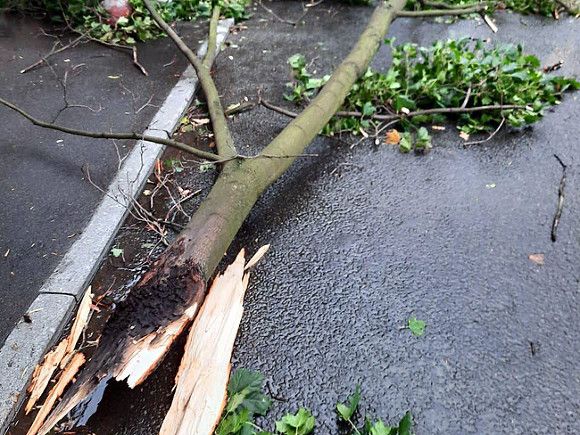 Дерево убило пенсионерку на велосипеде в Подмосковье во время непогоды