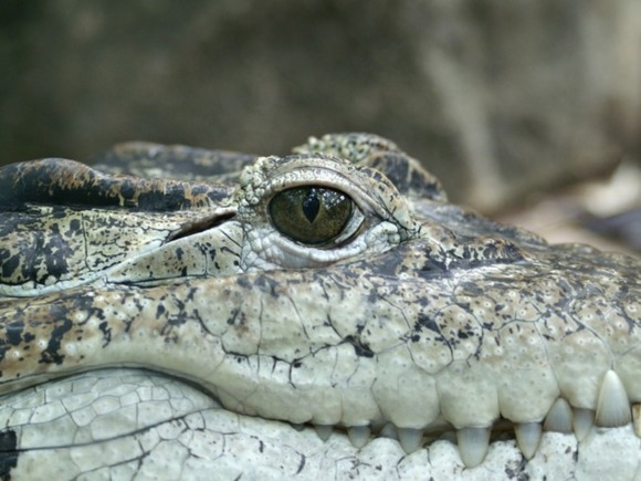Crocodiles were capable of “immaculate conception”