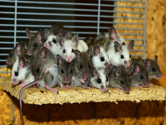 Stem Cell Reports: Ученым из Гуанчжоу удалось получить функциональные клетки человеческой крови от мышей-химер