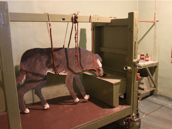 Одна из камер, в которых проводили эксперименты по изучению условных и безуловных рефлексов у собак.