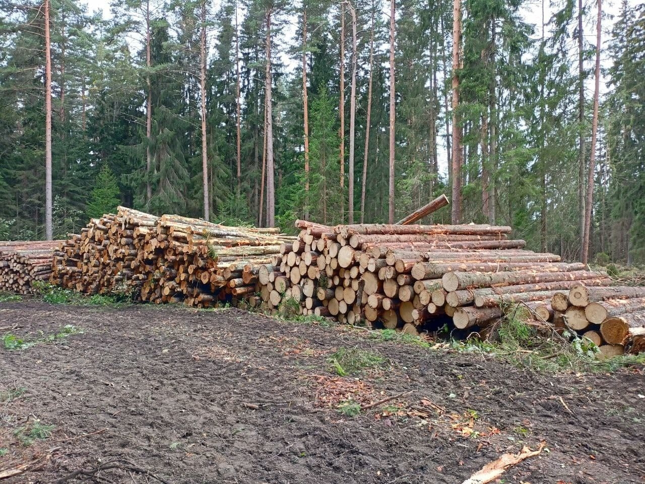 Срок аренды леса. Вырубка леса Ленобласти. Вырубка лесов Удмуртии. Сфера леса.