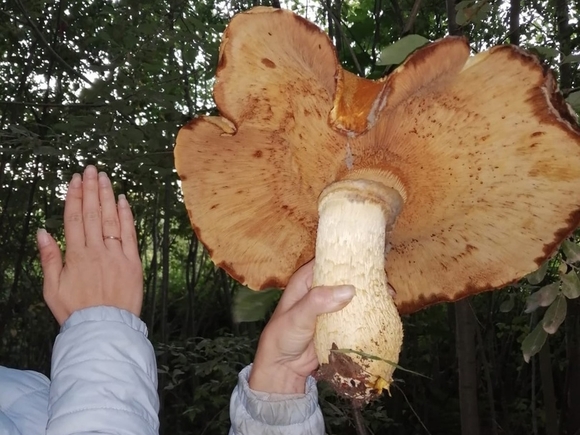 Гигантские грибы нашли в лесах Ленобласти (фото)
