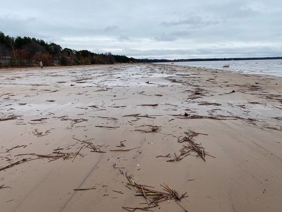 На берегу Финского залива снова нашли мертвую нерпу