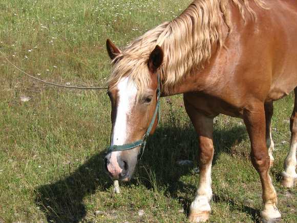 В Омской области погиб подросток, зацепившийся ногой за стремя лошади