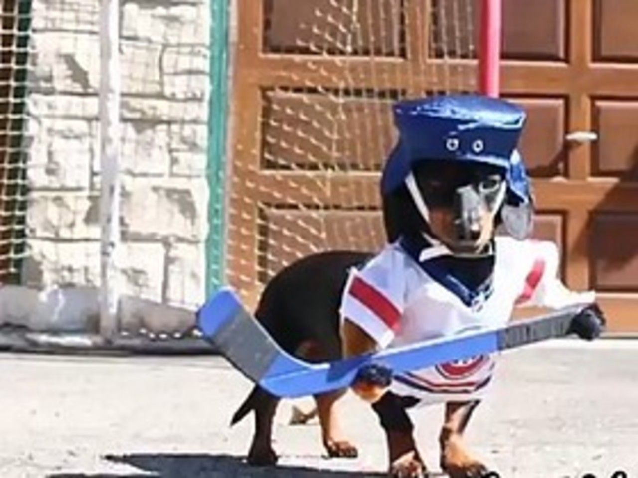Собака хоккеист