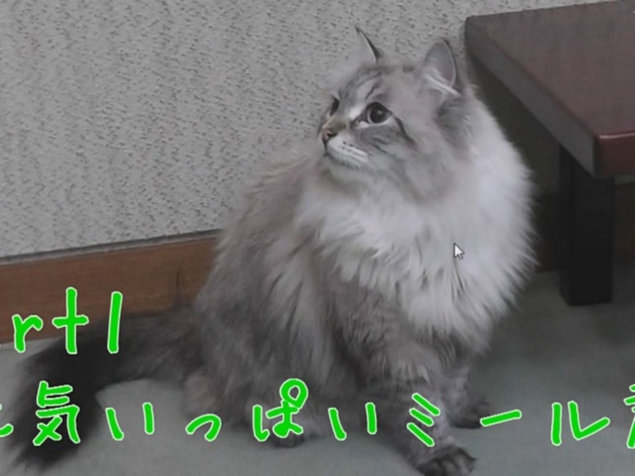 Сибирский кот по кличке мир