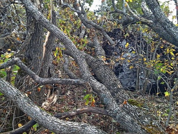 Во Владимирской области ветер повалил более 90 деревьев
