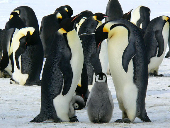 Sky News: Карла III провозгласили королем в Антарктиде, «царстве» пингвинов