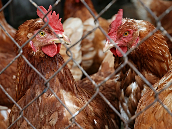 Коммерсант: Производители мяса ополчились против домашней птицы