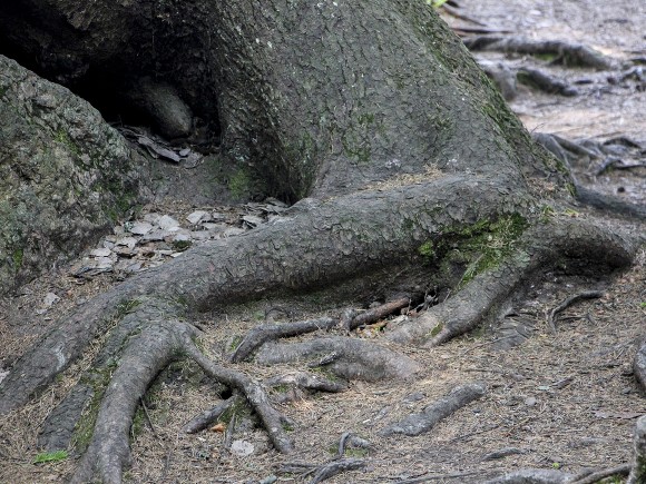 Под Москвой нашли останки человека, год пролежавшие в лесу