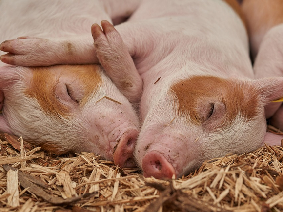 Японские ученые вывели свинью с человеческими органами