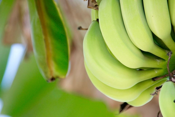 Британские ученые обнаружили, что резистентный крахмал, тип углеводов, содержащийся в зеленых бананах, помогает снизить риск раковых заболеваний у людей с высокой генетической предрасположенностью