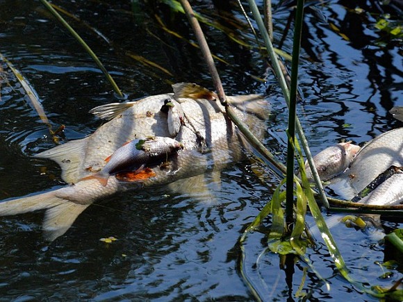 Очевидцы сообщили о массовой гибели рыбы на Кубани