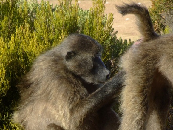 Сбежавшая обезьяна покусала несколько человек в Магнитогорске (видео)