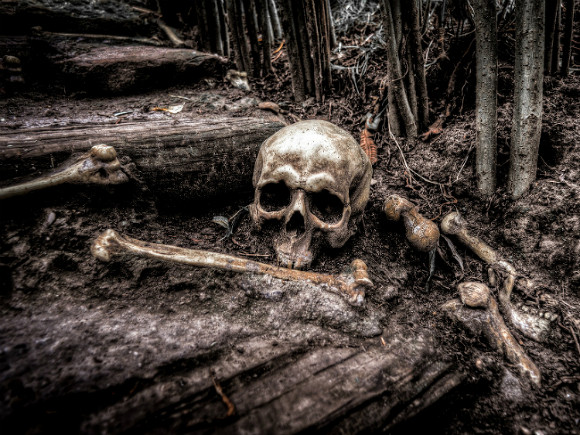 В Ленобласти у трассы «Псков» нашли скелет в шапке