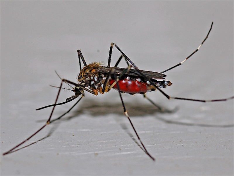 The Rapid Increase of Dengue Fever Cases: A Potential Global Pandemic