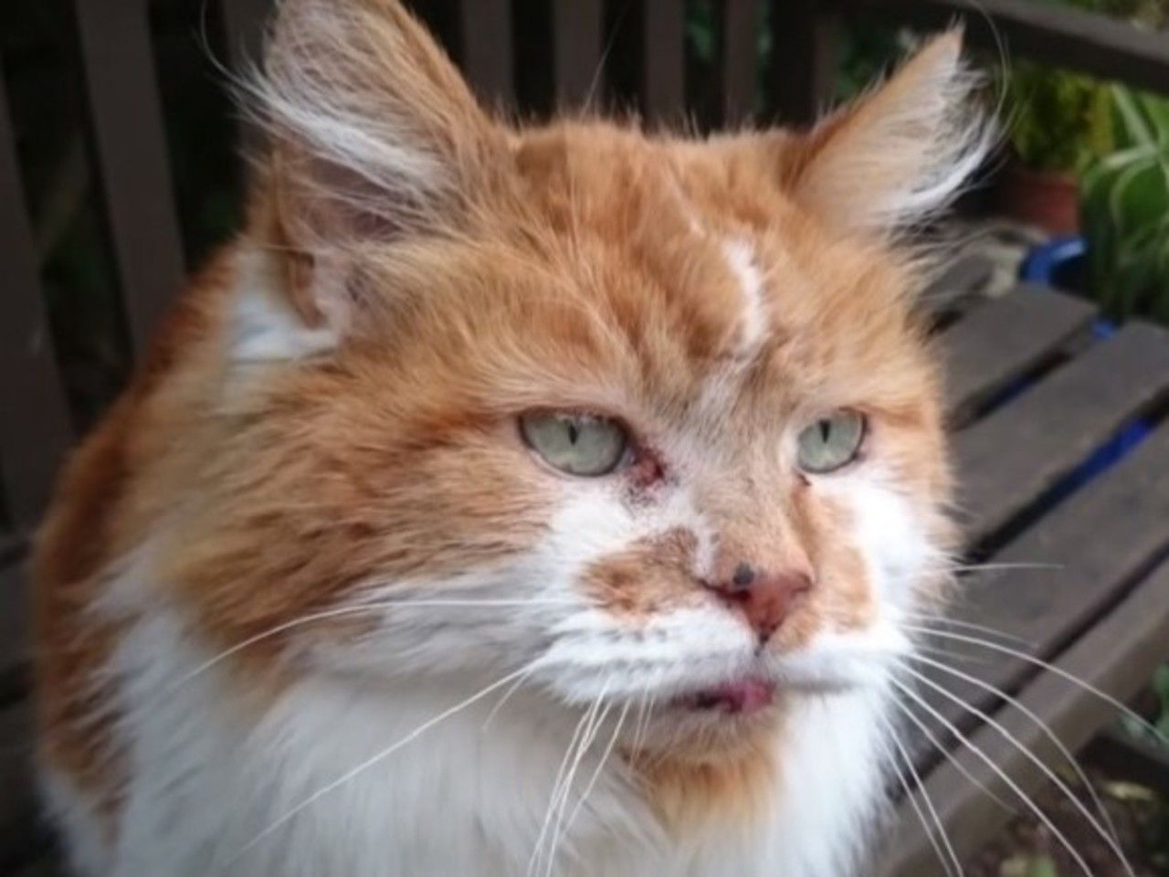 Умер самый старый кот в мире - Росбалт