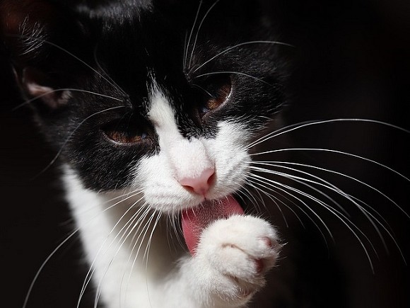Кое-что новое ученые узнали о кошках, сравнив их слюну с собачьей