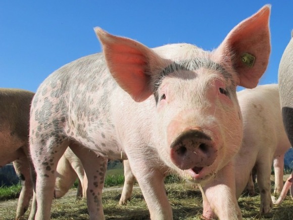 Подопытная свинья сбежала от финских ученых в Россию