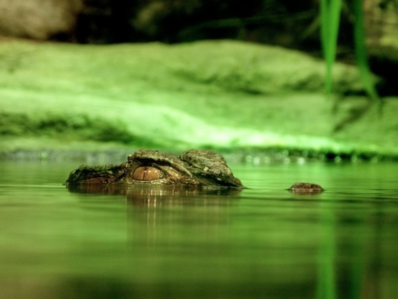 В Ростовской области шестой день ищут сбежавшего крокодила