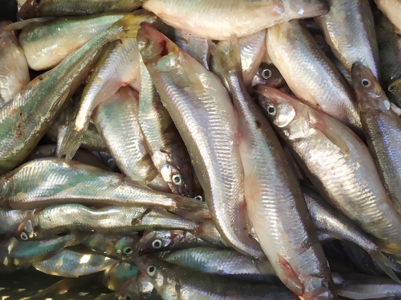 «Коммерсант»: Росрыболовство задумалось о регулировании розничных цен на рыбу