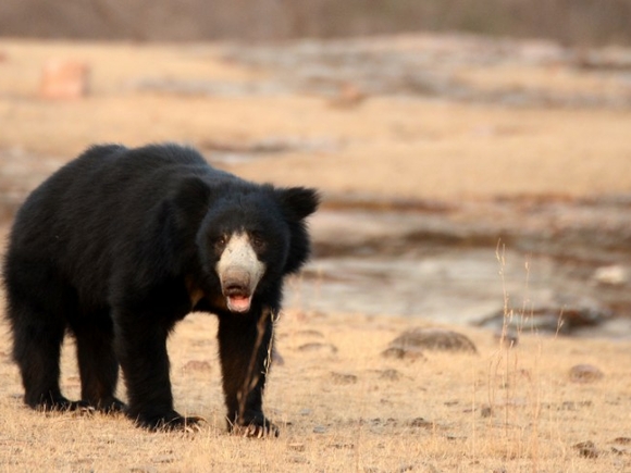 The Hindu: В Индии медведь напал на рабочего чайной плантации и изранил его в мгновение ока