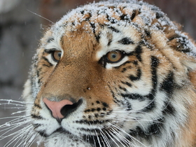 Фото пресс-службы Ленинградского зоопарка