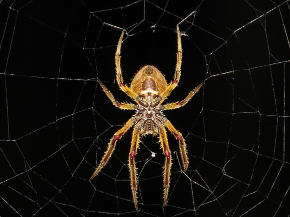 Нижегородцев атаковали расплодившиеся из-за жары ядовитые краснокнижные пауки-осы