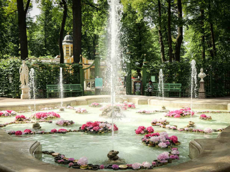 Роза санкт петербург фото и описание