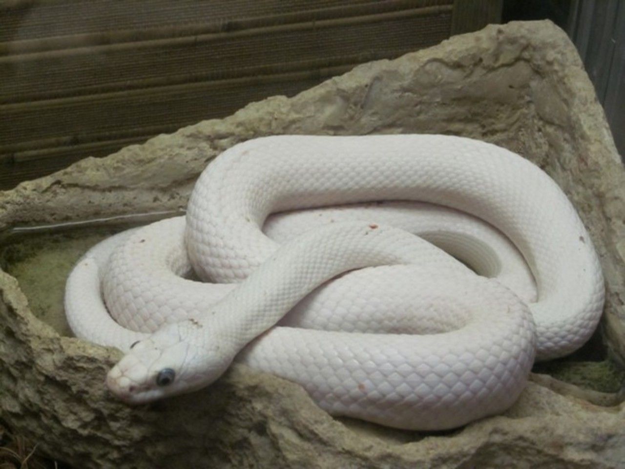 Полоз змея неядовитая белая