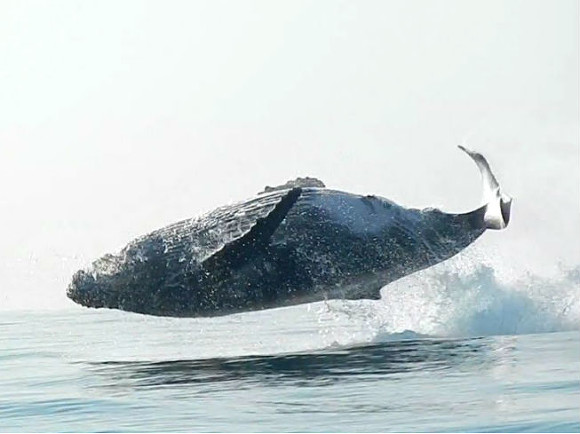 В Египте обнаружили останки четырехлапого кита с головой «бога мертвых» (фото)