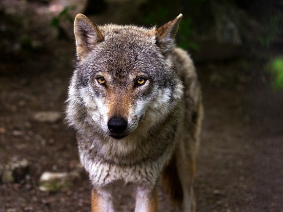 В Дагестане волки насмерть загрызли ребенка, второй в больнице