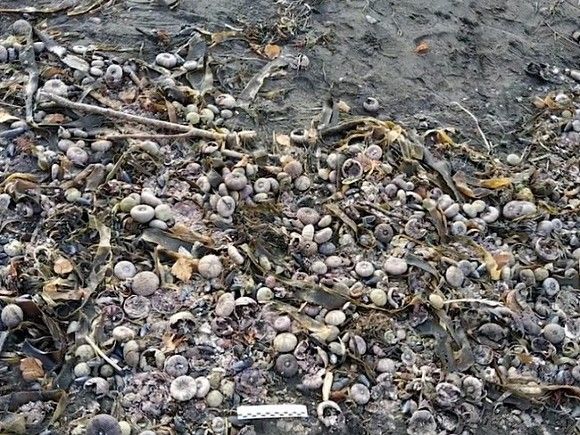 На Камчатке вычислили сбрасывавшее отходы в океан судно