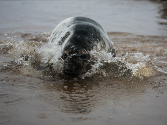 В Дагестане на побережье Каспийского моря нашли 700 мертвых тюленей