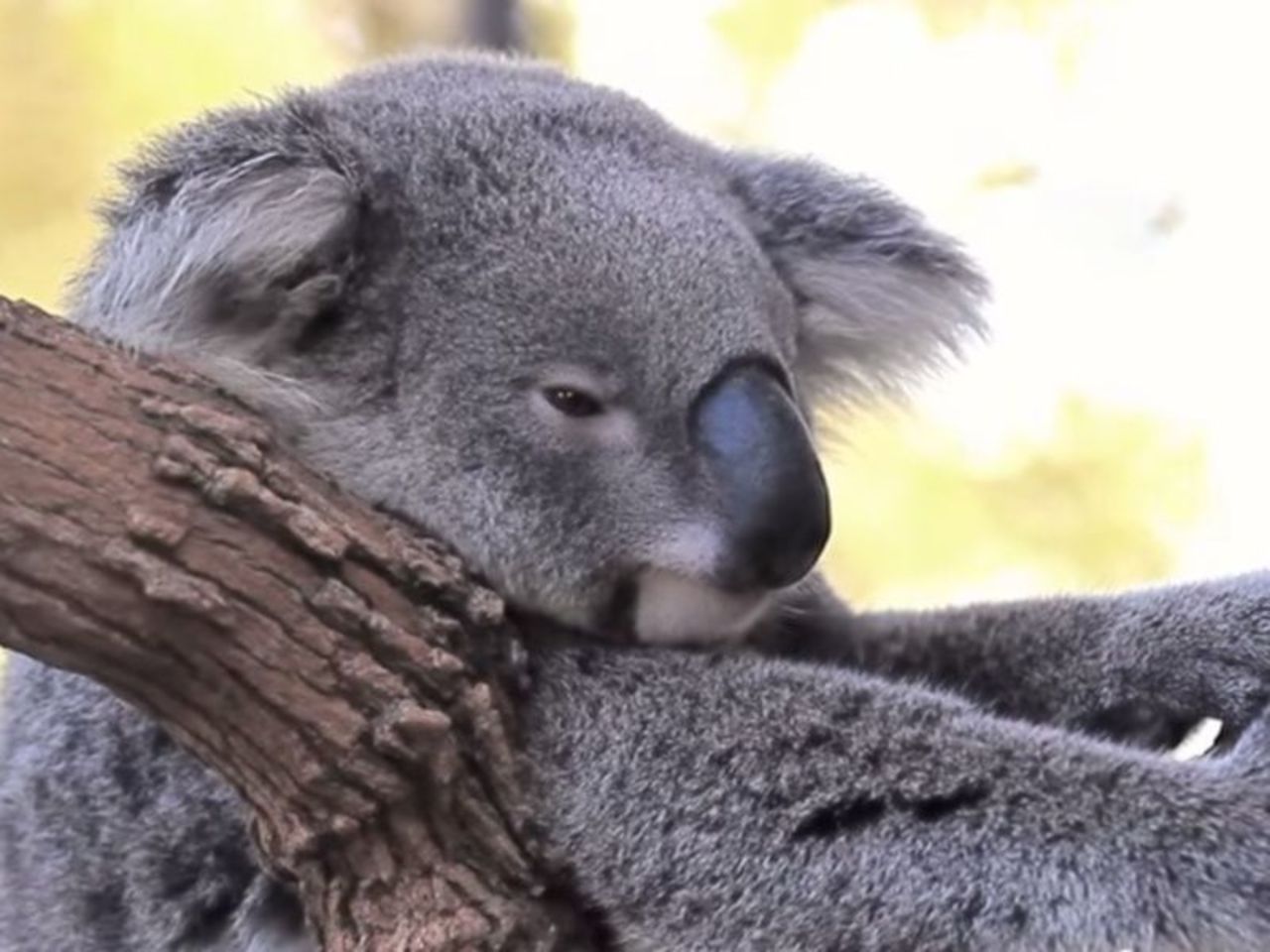 День коалы. Коала. Коалы обнимаются. Коала в зоопарке.