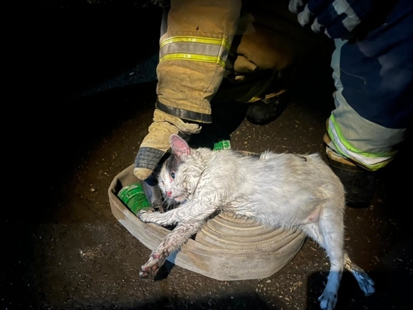 Саратовский кот Пузик разбудил хозяина во время пожара и спас людям жизнь