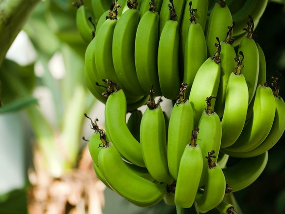 Один зеленый банан в день поможет уберечься от рака