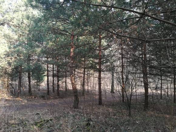 Петербуржцам продлили запрет на посещение лесов