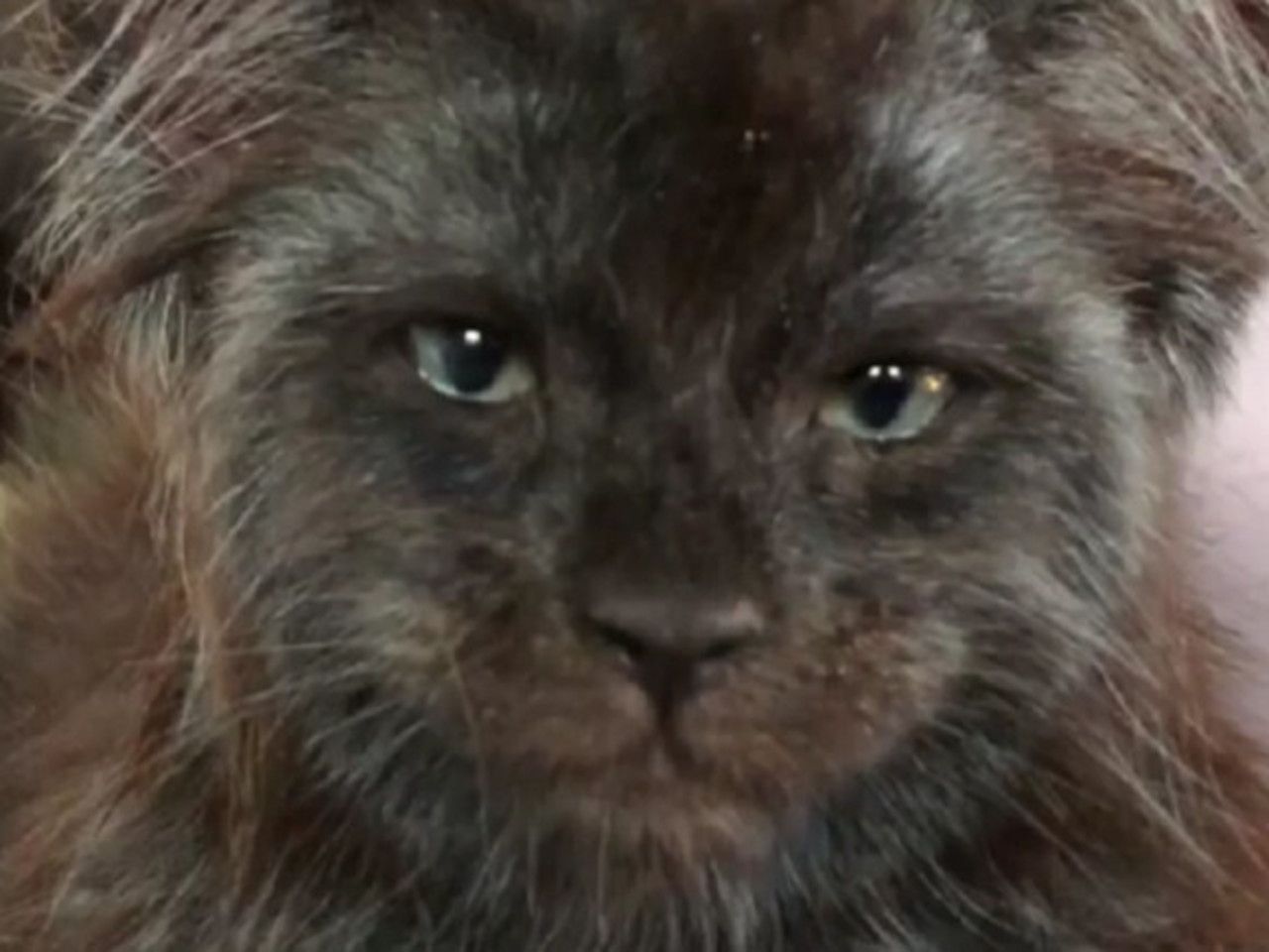 Пробирает до мурашек: в России нашли кота с человеческим лицом - Росбалт