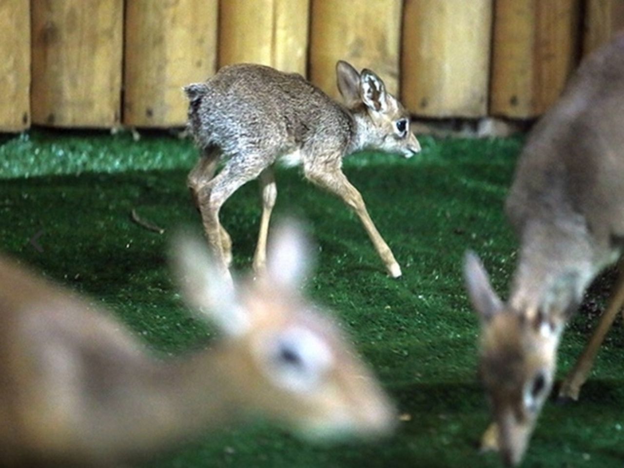 ленинградский зоопарк мандрил. шимпанзе в московском зоопарке. самец гориллы в московском зоопарке. кенгуру с детенышем. суматранский орангутан в московском зоопарке.