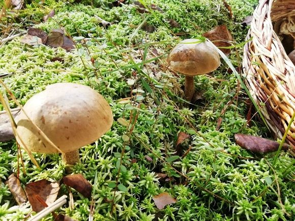 Лекарственные грибы появились в московских лесах из-за глобального потепления