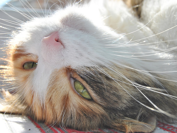 Ветеринар рассказал, как помочь кошке пережить жару