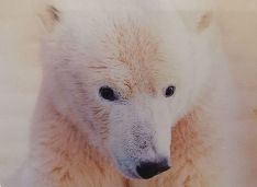 В России проведут «инвентаризацию» белых медведей