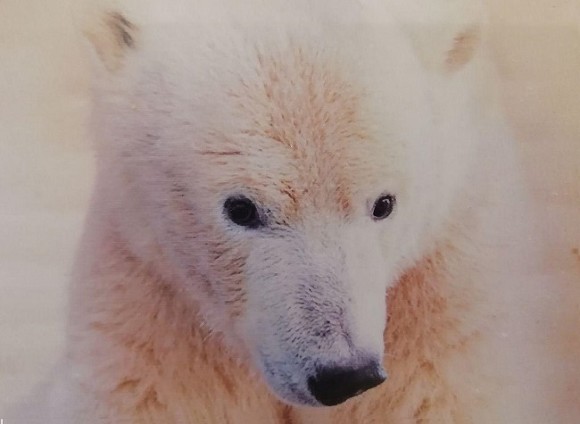 Раненую белую медведицу из Красноярского края отправляют на лечение в Москву