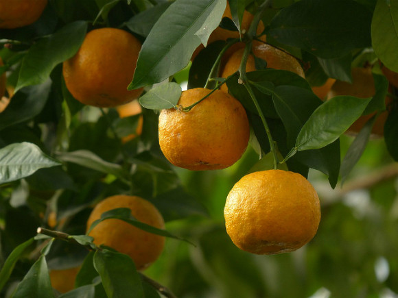 Ученые узнали, какие фрукты спасут от слабоумия