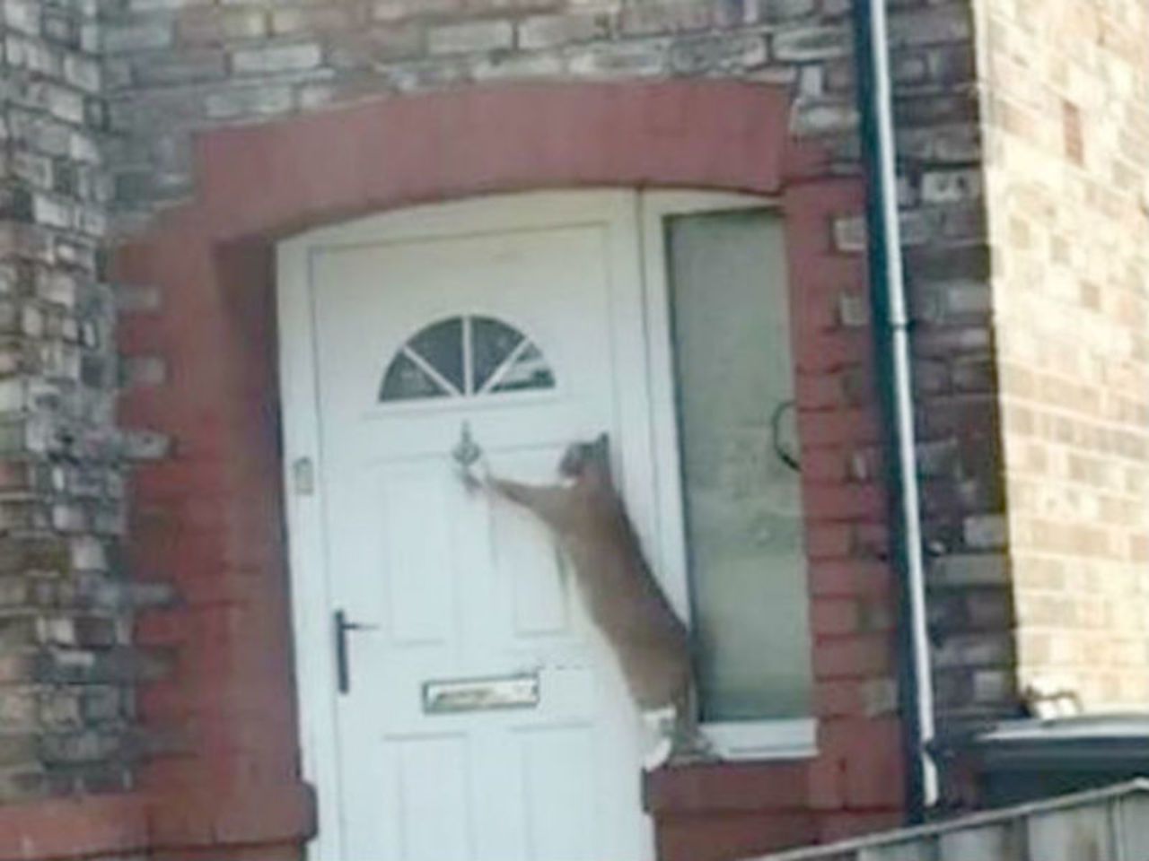 кот стучится в дверь. кот за дверью. дверь для кота. котик стучится в дверь. коты и двери.