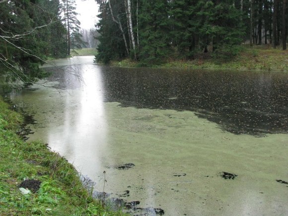 В ХМАО поиски упавшего в болото гидросамолета остановили до утра