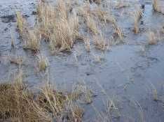 Экологи: Разлившееся после аварии на ТЭЦ в Норильске дизтопливо могло достичь озера Пясино