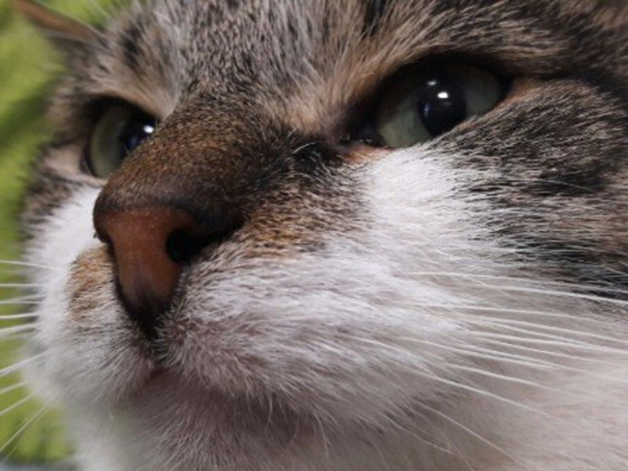 Зоопсихолог раскрыла, зачем кошки мнут хозяина лапами - Росбалт