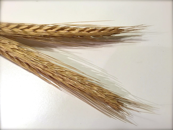В Стамбул прибыл первый сухогруз с украинской пшеницей